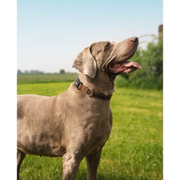 Lionto Hundehalsband aus Nylon braun XL wasserabweisend und reflektierend - 1 Stk. – Bild 1 von 8