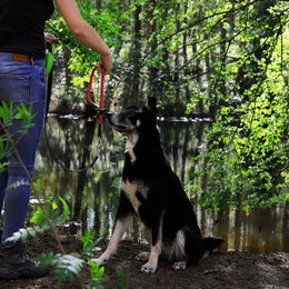 lionto Hundehalsband aus Nylon für das Hundetraining in Rot Größe L wasserfest - 50 cm – Bild 1 von 4