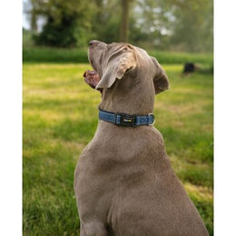 Lionto Hundehalsband aus Nylon in Blau, Größe XL, wasserabweisend und reflektierend - 1 Stk. – Bild 1 von 7
