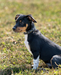 lionto Hundehalsband aus Nylon in Schwarz, Größe XS, wasserabweisend und reflektierend - 1 Stk. – Bild 1 von 8