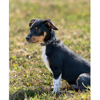 Produktbild von lionto Hundehalsband aus Nylon in Schwarz, Größe XS, wasserabweisend und reflektierend - 1 Stk.