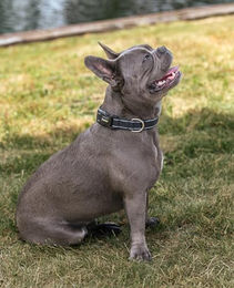 lionto Hundehalsband aus Nylon schwarz Größe S wasserabweisend und reflektierend - 1 Stk. – Bild 1 von 5
