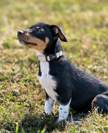 lionto Hundehalsband aus Nylon und Neopren beige XS wasserabweisend und reflektierend - 1 Stk. – Bild 1 von 6