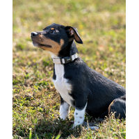 Produktbild von lionto Hundehalsband aus Nylon und Neopren beige XS wasserabweisend und reflektierend - 1 Stk.