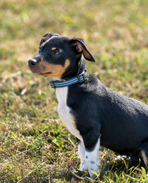 lionto Hundehalsband aus Nylon und Neopren reflektierend gepolstert blau XS - 1 Stk. – Bild 1 von 8