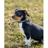 Produktbild von lionto Hundehalsband aus Nylon und Neopren reflektierend gepolstert blau XS - 1 Stk.