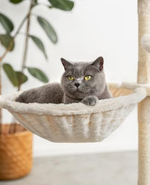 lionto Katzen Liegemulde aus Plüsch für Kratzbäume mit Metallrahmen beige Ø 40 cm – Bild 1 von 4