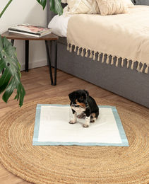Lionto Welpenunterlagen 6-lagige Trainingspads für Hunde mit Klebestreifen 50 Stück 60x60 cm auslaufsicher und saugstark - 50 x 60 cm – Bild 1 von 6