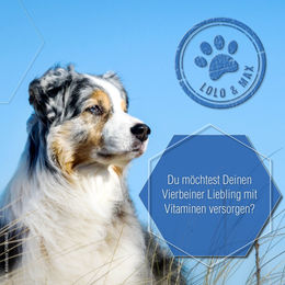 Lolo & Max Gelenk Aktiv Tropfen für Hunde und Katzen zur Unterstützung von Gelenken und Knochen 3 x 250ml – Bild 1 von 2