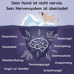 Lucky-Pet Beruhigungstabletten für Hunde und Katzen mit L-Tryptophan und Baldrian – Bild 1 von 8