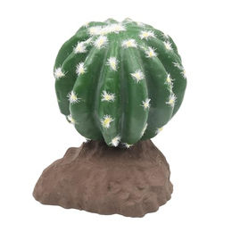 Lucky Reptile Kugelkaktus 13 cm – Bild 1 von 3