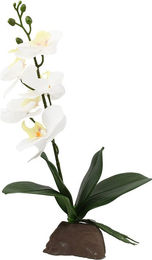 Produktbild von Lucky Reptile Orchidee weiß 35 cm