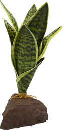 Lucky Reptile Sansevieria Pflanze 20 cm – Bild 1 von 2