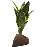Produktbild von Lucky Reptile Sansevieria Pflanze 20 cm