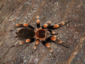 Lucky Reptile Starter Kit für Vogelspinnen und Skorpione in Weiß – Bild 1 von 2