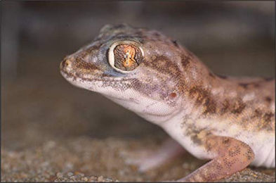 Produktbild von Lucky Reptile Starter Kit Wüstengecko Schwarz