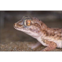 Produktbild von Lucky Reptile Starter Kit Wüstengecko Schwarz
