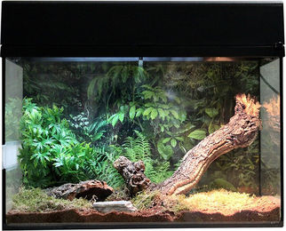 Lucky Reptile Terrarium Starter Kit für Vogelspinnen und Skorpione 50 cm Schwarz – Bild 1 von 5