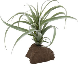 Lucky Reptile Tillandsie Pflanze 20 cm Grün Braun – Bild 1 von 1