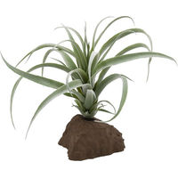 Produktbild von Lucky Reptile Tillandsie Pflanze 20 cm Grün Braun