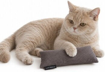 LucyBalu Katzenkissen KICK BUNNY anthrazit – Bild 1 von 1