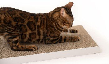 LucyBalu Kratzpappe Katzen Kratzbrett weiß beige – Bild 1 von 3