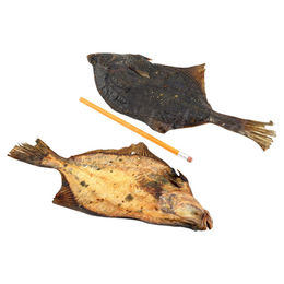 Produktbild von Lunderland Katzensnack Flunder Fisch 250 g - 250 g