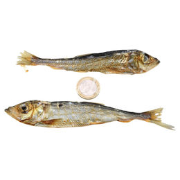 Produktbild von Lunderland Katzensnack Lodde Fisch 500 g - 500 g