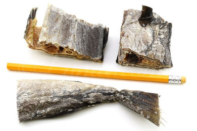 Lunderland Katzensnack und Hundefutter Dorsch gesägt 500 g Ergänzungsfutter - 500 g – Bild 1 von 2