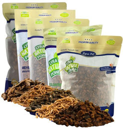 Lyra Pet Insekten Probier Mix getrocknetes Ergänzungsfutter für Fische 5 x 1 kg – Bild 1 von 5