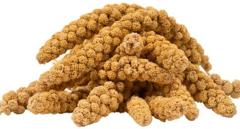 Lyra Pet Kolbenhirse gelb für Kanarienvögel und Wildvögel 1 kg - 1 kg – Bild 1 von 13