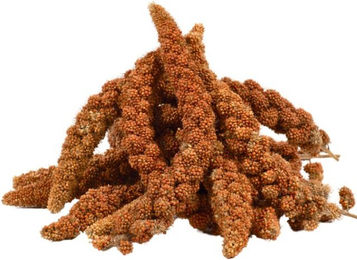 Lyra Pet Kolbenhirse rot Vogelfutter für Kanarienvögel und Wildvögel ohne tierisches Protein 3 kg - 3 kg – Bild 1 von 8