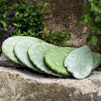 Produktbild von M&S Reptilien Feigenkaktus Opuntia ficus Indica Bio Futterpflanze - 1 kg