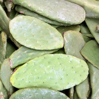 Produktbild von M&S Reptilien Feigenkaktus Opuntien Opuntia ficus Indica Bio Futterpflanze 10 kg - 10 kg