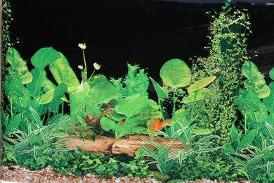 Produktbild von M&S Reptilien Terrarienrückwand Schwarz