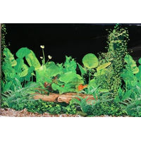Produktbild von M&S Reptilien Terrarienrückwand Schwarz