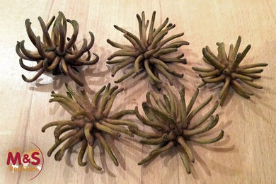 M&S Reptilien Terrarium Eukalyptus Klaue 10 cm – Bild 1 von 2