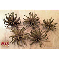 Produktbild von M&S Reptilien Terrarium Eukalyptus Klaue 10 cm