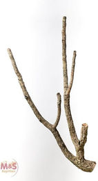 M&S Reptilien Terrarium Zierkork Tronchos verzweigt Natur Braun ca. 80-100cm - 1 Stk. – Bild 1 von 2