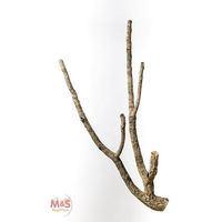 Produktbild von M&S Reptilien Terrarium Zierkork Tronchos verzweigt Natur Braun ca. 80-100cm - 1 Stk.