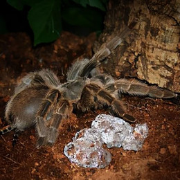 Produktbild von M&S Reptile Aqua Gel Plus Multivitamin - 750 ml