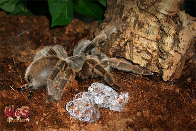 Produktbild von M&S Reptile Aqua Gel Standard - 750 ml