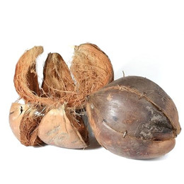 Produktbild von M&S Reptilien Kokosnussschale Planter Braun Indoor