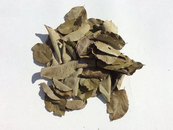 Produktbild von M&S Reptilien Terrarium Birnenblätter grün getrocknet