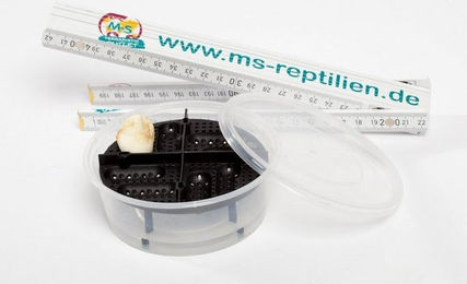Produktbild von M&S Reptilien Terrarium Eiablagebehälter GEO small niedrig
