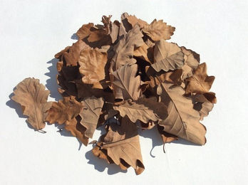 Produktbild von M&S Reptilien Terrarium Eichenlaub braun getrocknet - 100 Stk.