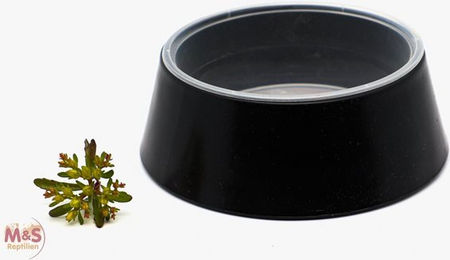 Produktbild von M&S Reptilien Terrarium Einweg Wasserschalen-Set mit Halterung - 10 x 300 ml