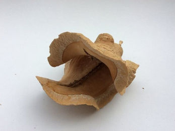 Produktbild von M&S Reptilien Terrarium Entenschnabel (ca. 10 cm)