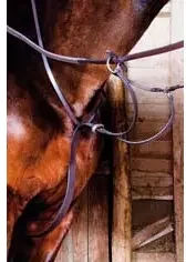 Produktbild von Martingal mit Ringen T de T 04