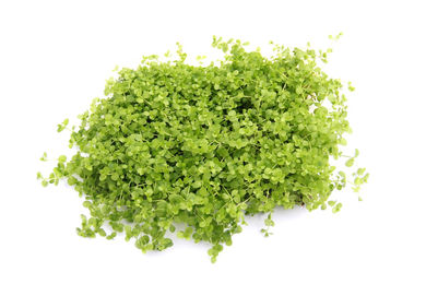 Produktbild von Micranthemum tweediei 10 x 15 Centimeter Pad